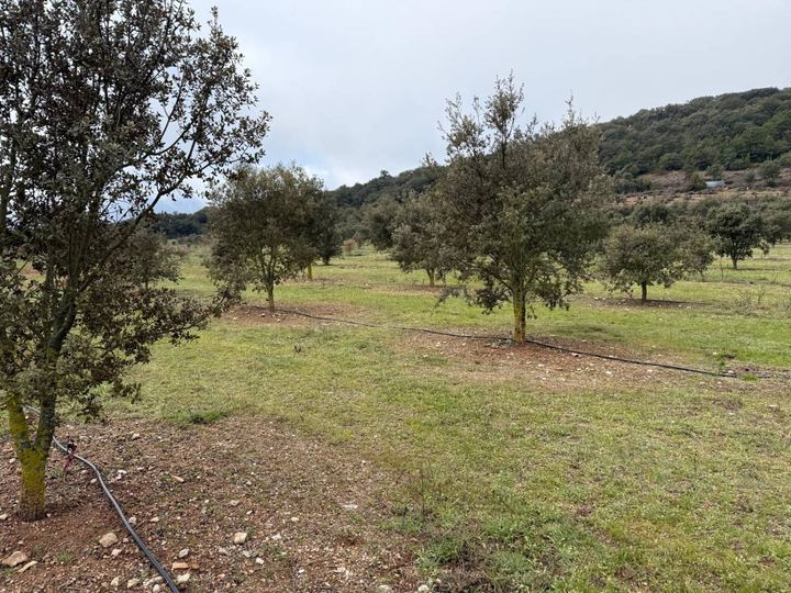 Plantació tofonera a la Conca de Barberà