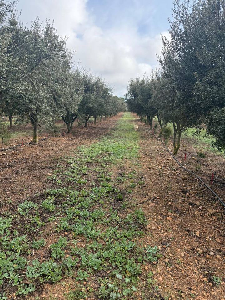 Camí entre alzines tofoneres