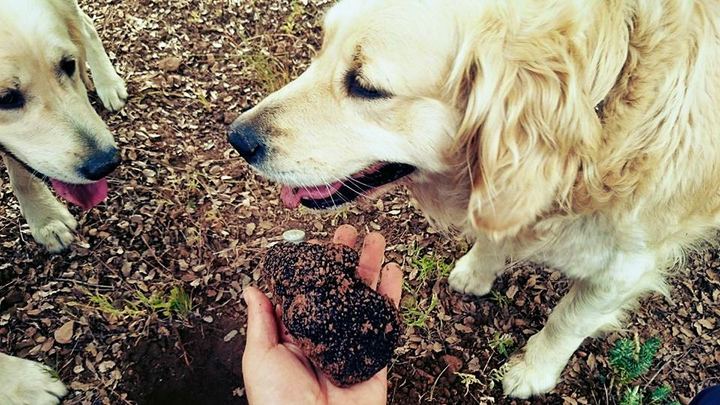 Truffle dogs