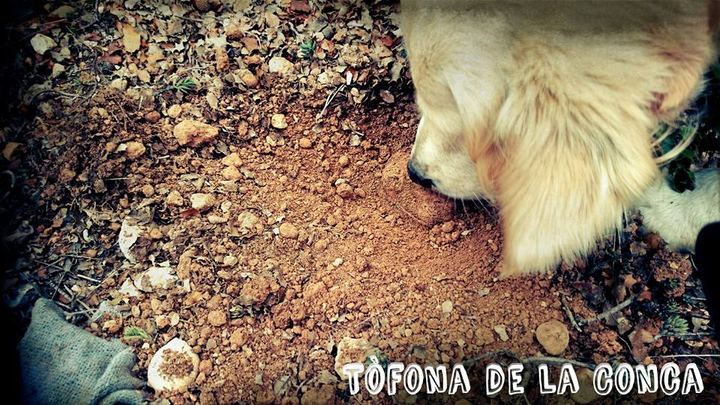 Golden retriever marking a truffle in the ground