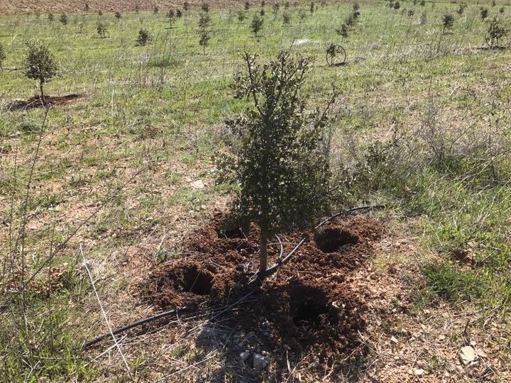 Plant de chêne vert mycorhizé avec la truffe