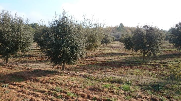 Truffières