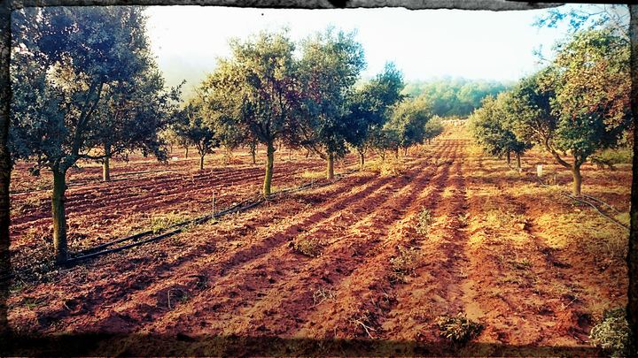 Fileres d’alzines tofoneres a la Conca de Barberà