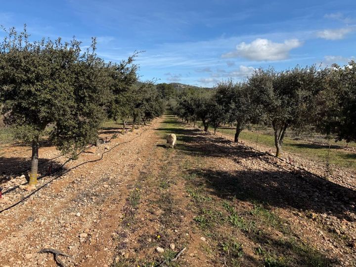 Plantació tofonera de Tòfona de la Conca amb un gos tofoner