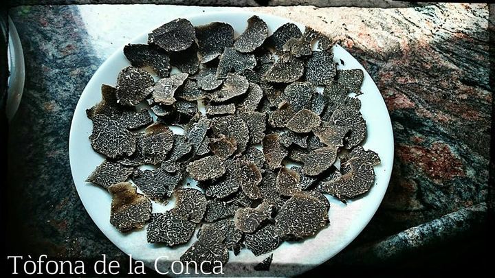 La trufa negra (Tuber melanosporum)