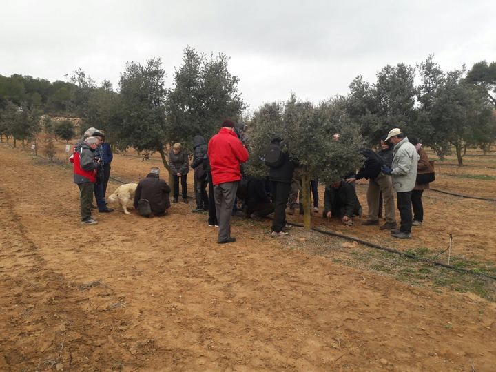 Trufiturisme a la Conca de Barberà